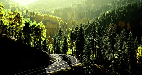 Sunlight filters through trees along winding railway tracks in serene forest Video stock 314224748