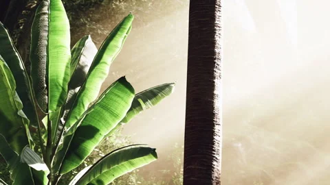 Sunlight filters through trees and leaves in a forest Stock Footage 343946670