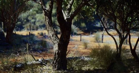 Sunlight filters through trees in Australian bushland during midday Stock Illustration