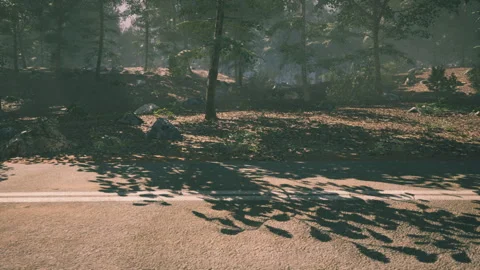 Sunlight filters through trees, casting shadows on a forest road Stock Footage 293582251