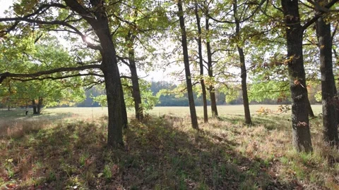 Sunlight filters through the trees, casting soft shadows on the ground Stockbeeldmateriaal 296701174