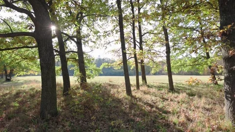 Sunlight filters through the trees, casting soft shadows on the ground. Stock Footage 297074848