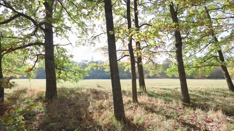 Sunlight filters through the trees, casting soft shadows on the ground. Stockbeeldmateriaal 300294475