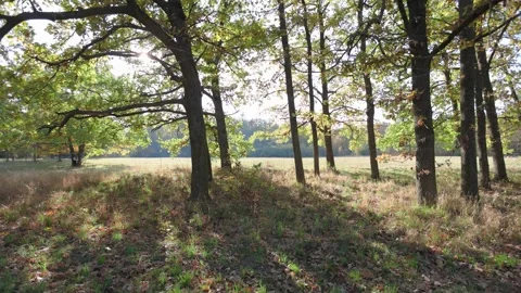 Sunlight filters through the trees, casting soft shadows on the ground. Stock Footage 304002801