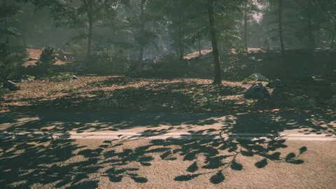 Sunlight filters through trees, casting shadows on a forest road during midday Stock Footage 321340598