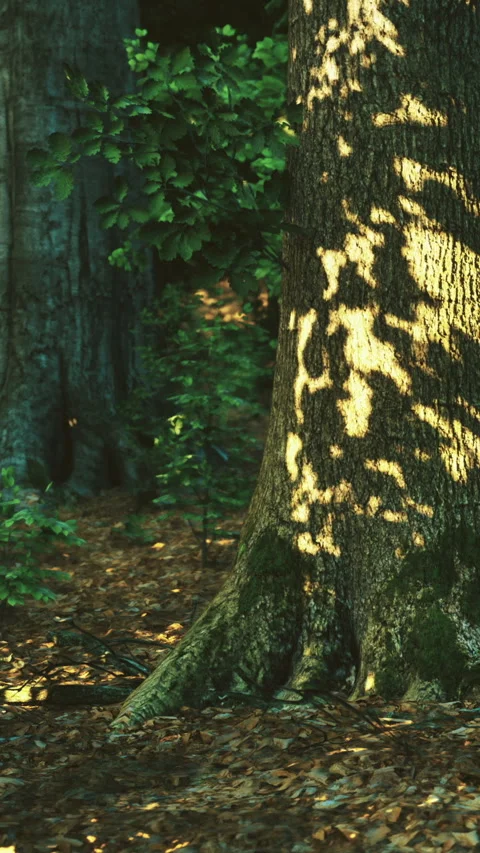 Sunlight filters through trees, casting beautiful patterns below Stock Footage 331696954