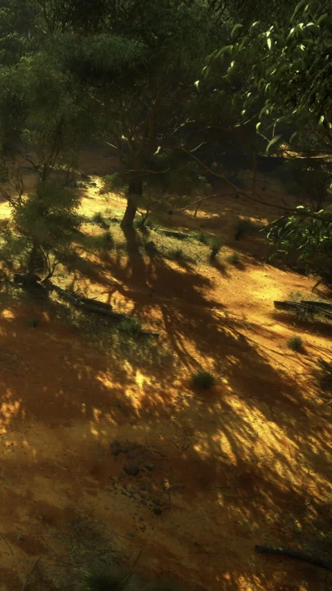 Sunlight filters through trees casting shadows on brown earth in a forest Stock Footage 332224395