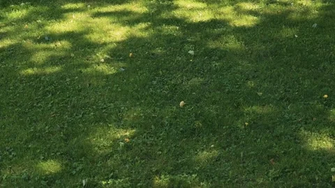 Sunlight filters through trees, casting patterns on a grassy area. This outdoor Vídeos de archivo 344526362