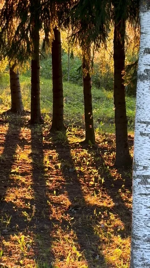 Sunlight filters through trees casting long shadows on the forest floor Stock Footage 344723062