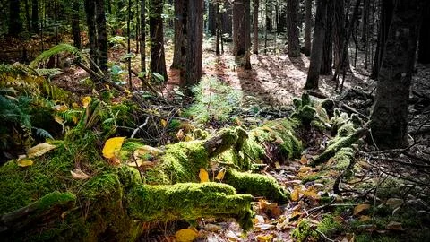 Sunlight filters through trees, casting serene shadows on a mossy forest floor Stock Photos
