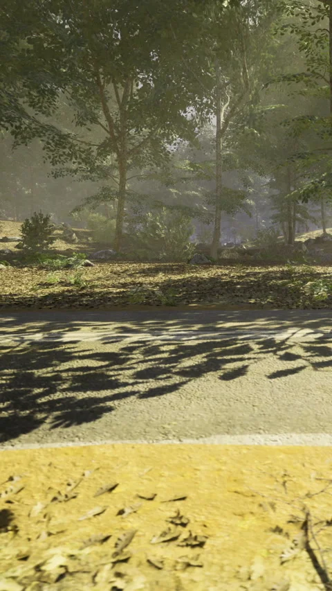 Sunlight filters through trees creating serene shadows on a quiet road Stock Footage 341397509