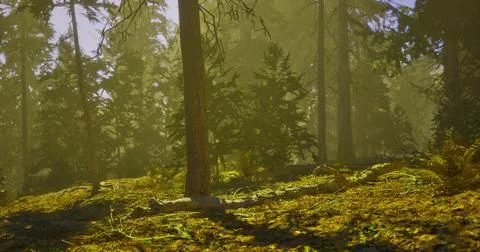 Sunlight filters through trees creating a serene forest atmosphere Stock Illustration