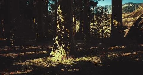 Sunlight filters through trees creating shadow patterns on forest floor Illustrazione stock