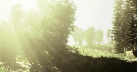 Sunlight filters through trees creating a serene atmosphere in a forest Stock Illustration
