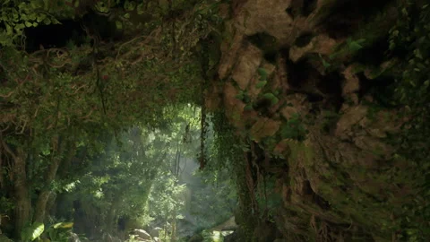 Sunlight filters through trees in a dense forest with many plants Stock Footage 345058705