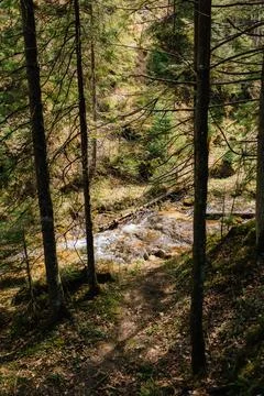 Sunlight filters through the trees of dense forest, illuminating picturesque Stock Photos