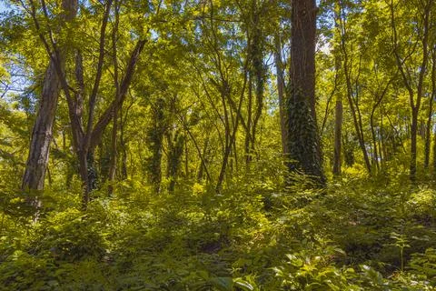 Sunlight filters through trees in a dense forest during midday, highlightin.. Stock Photos