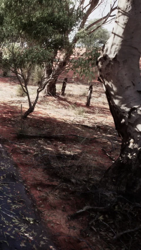 Sunlight filters through trees in a dirt area with red soil Stock Footage 341267586