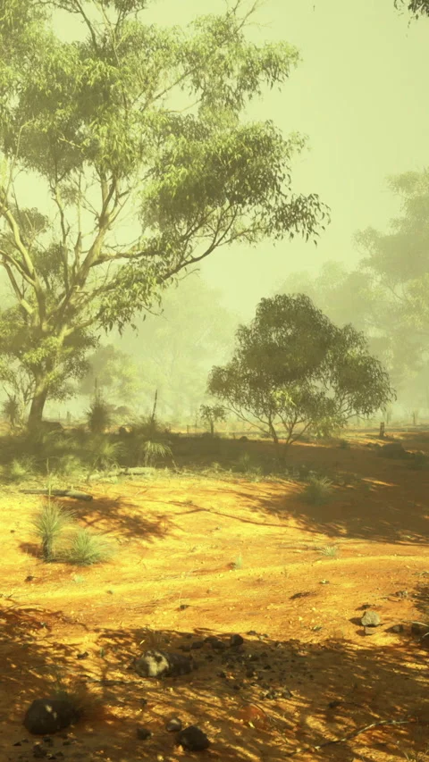 Sunlight filters through trees in a dry landscape during the early morning Stock Footage 331669141