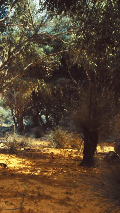 Sunlight filters through trees in a dry forest area Stock Footage 332212304