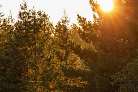 Sunlight filters through trees during golden hour Stock Photos