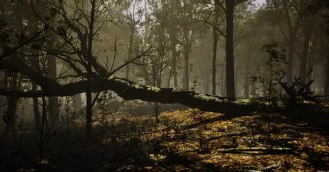 Sunlight filters through trees onto fallen log in dense forest Stock Illustration