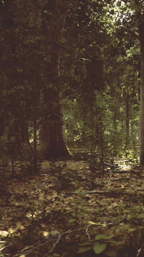 Sunlight filters through trees in a forest during late afternoon hours Stockbeeldmateriaal 336579842