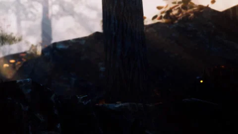 Sunlight filters through trees in a forest with visible glowing element Vidéo 339503056