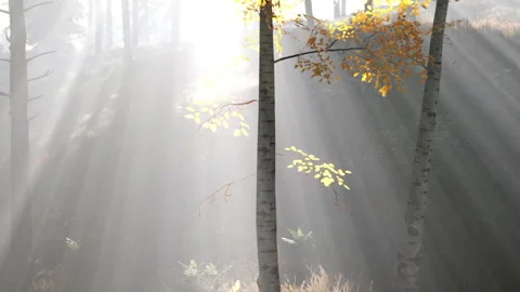 Sunlight filters through trees in a forest during a misty morning Stock Footage 340028419