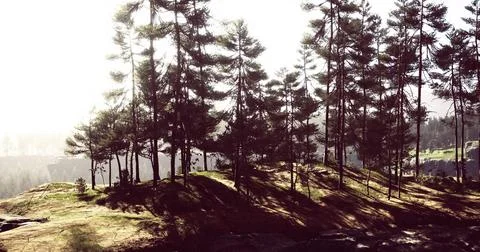 Sunlight filters through trees on a hillside in a serene forest setting Stock Illustration