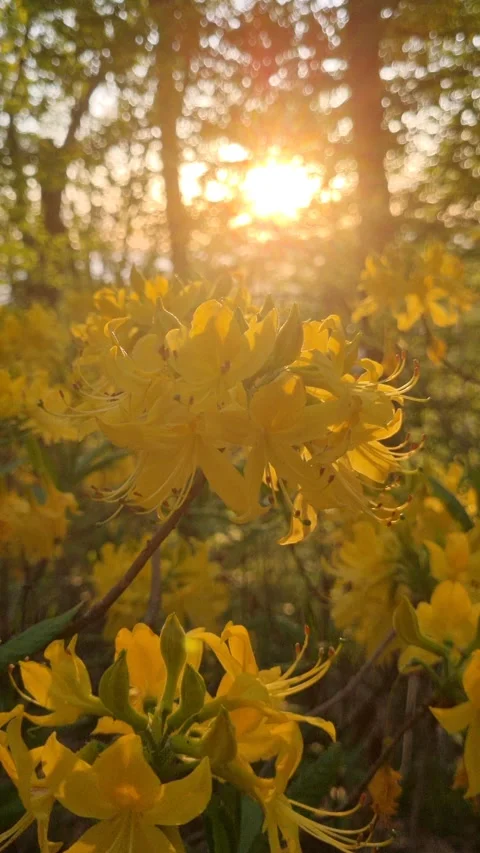 Sunlight filters through trees illuminating yellow rhododendron blossoms in a Stock Footage 306761822