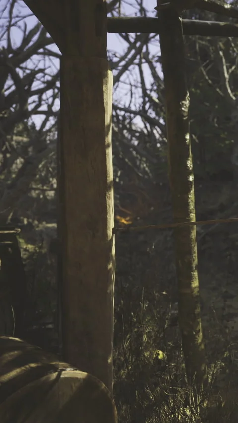 Sunlight filters through trees illuminating a rustic wooden structure in nature Stock Footage 341400160