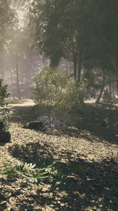 Sunlight filters through trees illuminating a tranquil forest path in spring Stock Footage 341413165