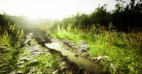 Sunlight filters through trees illuminating a muddy trail with water イラスト素材
