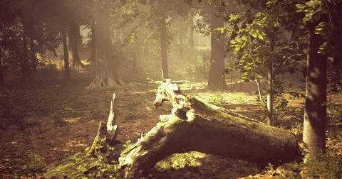 Sunlight filters through trees illuminating a fallen log in a serene forest Stock Illustration