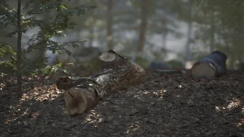 Sunlight filters through trees illuminating a fallen log in a forest setting Stock Illustration