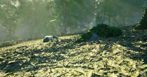 Sunlight filters through trees illuminating fallen leaves in a serene forest Stock Illustration