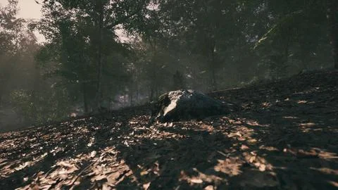 Sunlight filters through trees, lighting a rocky forest area at dusk Stock Illustration