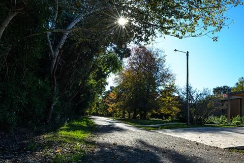 Sunlight filters through trees lining a quiet gravel path Stock Photos