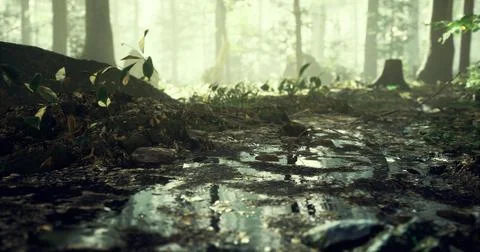 Sunlight filters through trees in lush forest revealing a muddy path Stock Illustration