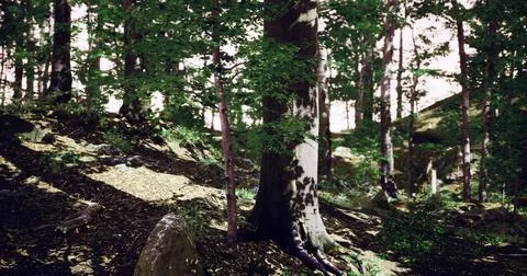 Sunlight filters through trees in a lush forest landscape Stock Illustration