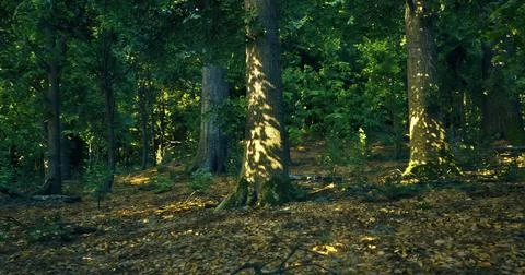 Sunlight filters through trees in a lush forest during autumn Stock Illustration