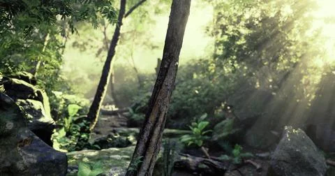 Sunlight filters through trees in a lush forest pathway Stock Illustration