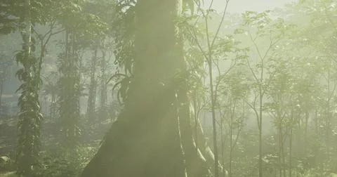 Sunlight filters through trees in a lush forest during early morning hours Illustrazione stock