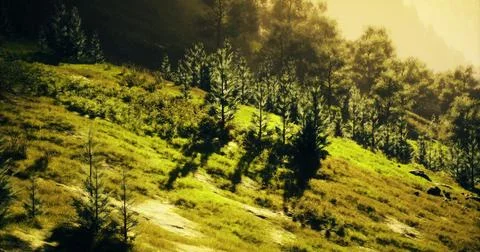 Sunlight filters through trees on a lush hillside in early morning Stock Illustration