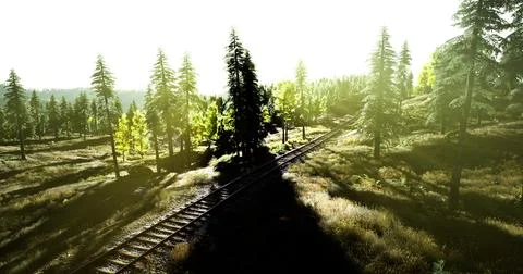 Sunlight filters through trees over railway tracks in a calm forest Ilustração Stock