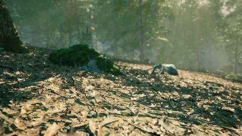 Sunlight filters through trees over a mossy forest floor in autumn Ilustração Stock