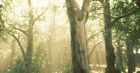 Sunlight filters through trees in a peaceful forest during early morning hour Illustrazione stock