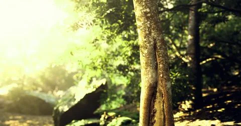 Sunlight filters through trees in a peaceful forest setting near a stream Stock Illustration
