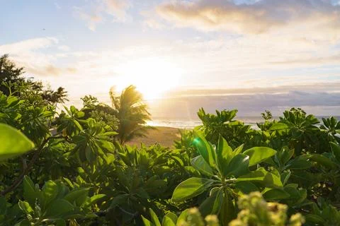 Sunlight filters through trees on a sandy beach under a clear sky Stock Photos
